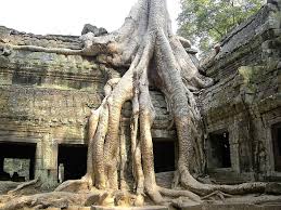 Compare discounted driving rates in Siam Reap.